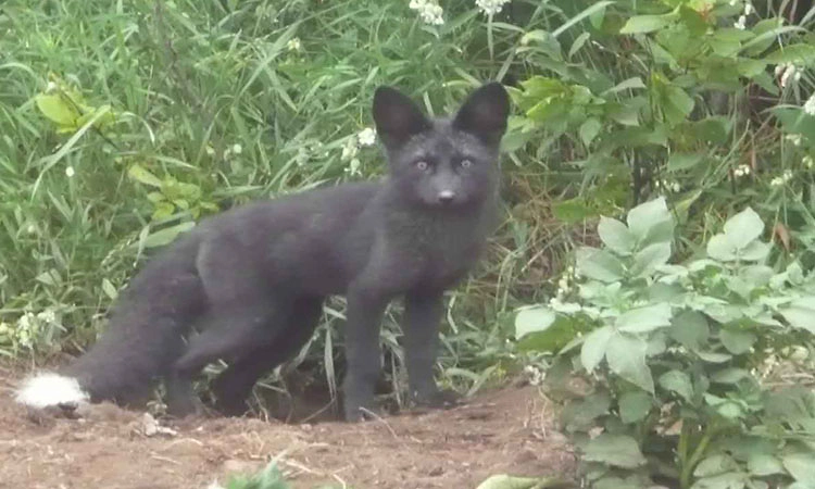 ಬಿಳಿರಂಗನ ಬೆಟ್ಟದ ಅರಣ್ಯದಲ್ಲಿ ಅಪರೂಪದ ಕಪ್ಪು ನರಿ ದರ್ಶನ