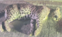 Leopard killed after being hit by unidentified vehicle on NICE Road near Bengaluru