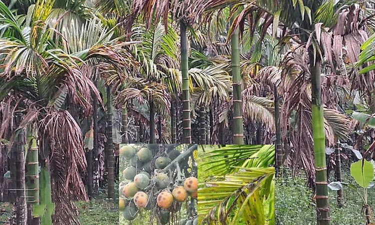 ರಾಜ್ಯದ ಶೇ.23 ಅಡಕೆ ತೋಟ ಎಲೆಚುಕ್ಕೆ, ಕೊಳೆರೋಗ ಬಾಧಿತ!
