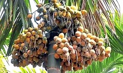 ಅಡಿಕೆ ಇಳುವರಿ ಕುಸಿತ: ರೈತರ ಸಮೀಕ್ಷೆಯಲ್ಲಿ  ಬಯಲು