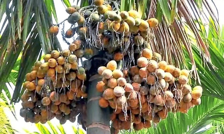 ಅಡಿಕೆ ಇಳುವರಿ ಕುಸಿತ: ರೈತರ ಸಮೀಕ್ಷೆಯಲ್ಲಿ  ಬಯಲು