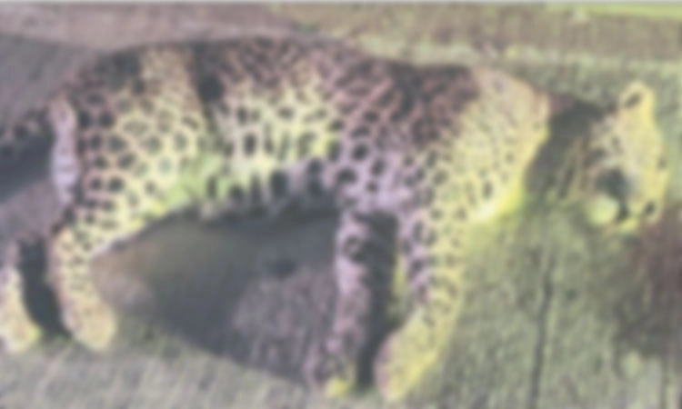 ನೈಸ್‌ ರಸ್ತೆಯಲ್ಲಿ ಅಪರಿಚಿತ ವಾಹನ ಡಿಕ್ಕಿ: ಚಿರತೆ ಸಾವು