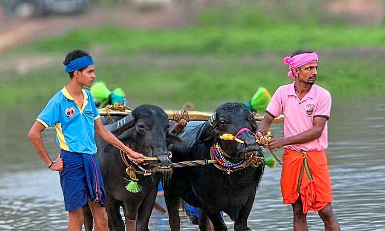 Kambala: ಬಂಗಾಡಿ ಕೊಲ್ಲಿ ಕಂಬಳ ಫಲಿತಾಂಶ