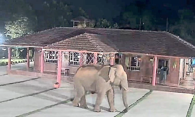Wild elephant spotted near homestay at Kottigehara, residents express concern
