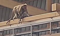 ತನ್ನ ಮರಿಯ ಅಸ್ಥಿ ಪಂಜರವನ್ನು ಬಿಗಿದಪ್ಪಿ ಓಡಾಡಿದ ಕೋತಿ: ಮನಕಲಕುವ ವಿಡಿಯೋ