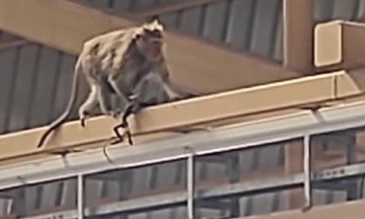 ತನ್ನ ಮರಿಯ ಅಸ್ಥಿ ಪಂಜರವನ್ನು ಬಿಗಿದಪ್ಪಿ ಓಡಾಡಿದ ಕೋತಿ: ಮನಕಲಕುವ ವಿಡಿಯೋ