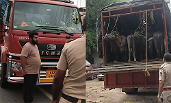 27 buffaloes rescued from illegal transport vehicle near Jappinamogaru