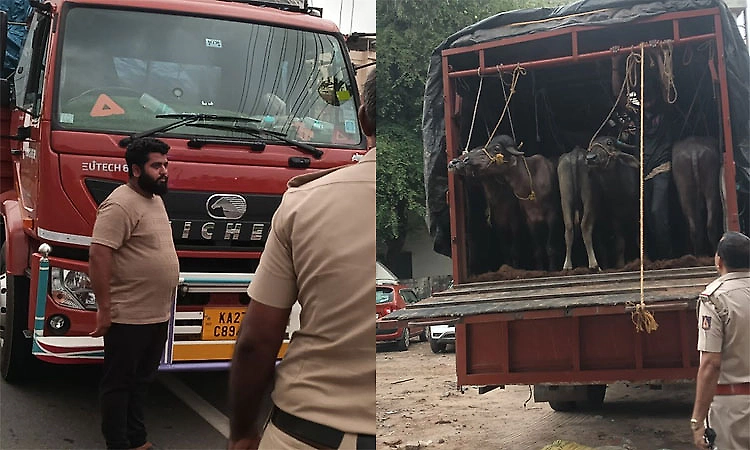 27 buffaloes rescued from illegal transport vehicle near Jappinamogaru
