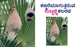 Sparrow: ಕಣ್ಮರೆಯಾಗುತ್ತಿರುವ ಗುಬ್ಬಚ್ಚಿ ಕಲರವ