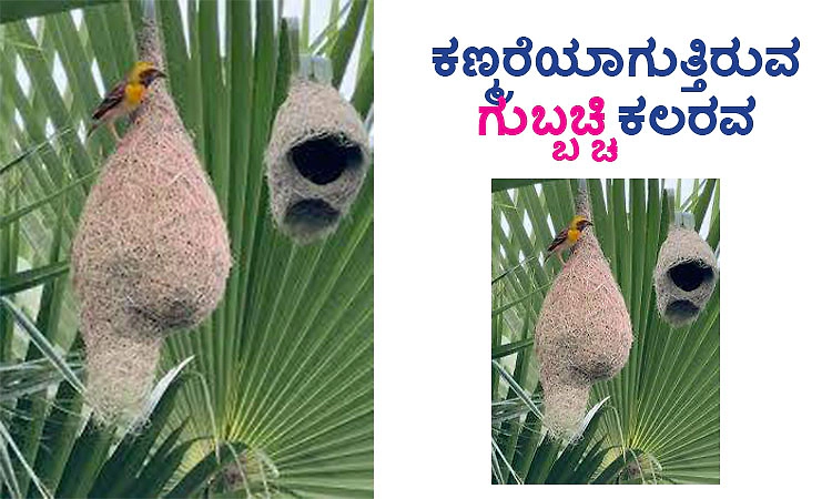 Sparrow: ಕಣ್ಮರೆಯಾಗುತ್ತಿರುವ ಗುಬ್ಬಚ್ಚಿ ಕಲರವ