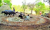 Aalemane: ಕಾಲಗರ್ಭದಲ್ಲಿ ಕರಗುತ್ತಿರುವ ಆಲೆಮನೆ ವೈಭವ