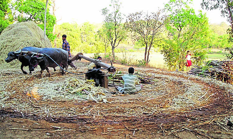 Aalemane: ಕಾಲಗರ್ಭದಲ್ಲಿ ಕರಗುತ್ತಿರುವ ಆಲೆಮನೆ ವೈಭವ