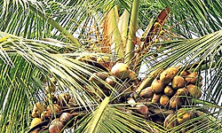 ಬೆಳಕಿಗೆ ಬಾರದ ಕಾಸರಗೋಡಿನ "ಬೇಡಗಂ ತೆಂಗು'
