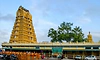 ಆಷಾಢ ಮೊದಲ ಶುಕ್ರವಾರಕ್ಕೆ ಚಾಮುಂಡಿ ಬೆಟ್ಟ ಸಜ್ಜು