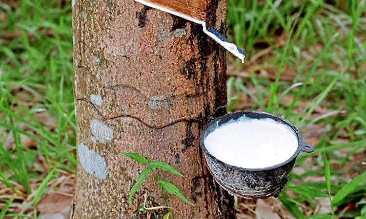 ರಬ್ಬರ್‌ ಧಾರಣೆ ಸಾರ್ವಕಾಲಿಕ ದಾಖಲೆ: ಕೆಜಿಗೆ 275 ರೂ.ಗಳಿಗೆ ಖರೀದಿ