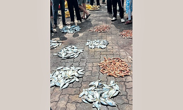 Surathkal: ನಾಡದೋಣಿಗಳಿಗೆ ಮೀನು ಸಿಗದೆ ಸಂಕಷ್ಟ