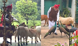 PM Modi shares video of feeding cows, peacocks just before leaving for Red Fort
