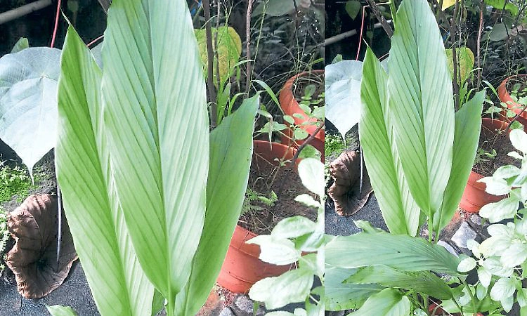 ಅರಶಿನ ಎಲೆ ಪೂರೈಕೆಯಲ್ಲಿ ಕೊರತೆ