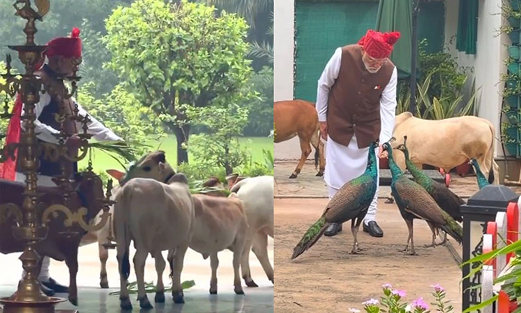 ಕೆಂಪುಕೋಟೆಗೆ ತೆರಳುವ ಮುನ್ನ ಗೋವು,ನವಿಲುಗಳಿಗೆ ಆಹಾರ ನೀಡಿದ ಪ್ರಧಾನಿ ಮೋದಿ: ವಿಡಿಯೋ ವೈರಲ್!