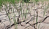 ಕೃಷಿ ಸಾಲ ಮರುಪಾವತಿ 5 ವರ್ಷವರೆಗೆ ವಿಸ್ತರಣೆ