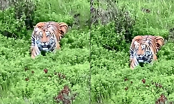 Tiger spotted near Kemmannugundi, sparks concern among tourists