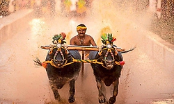 "ಮೈಸೂರು ಕಂಬಳಕ್ಕೆ 150 ಜತೆ ಕೋಣ ಆಯ್ಕೆ": ಸಾತಗಳ್ಳಿ ಬಳಿ ಅ.18ಕ್ಕೆ ಕಂಬಳಕ್ಕೆ ಸಿಎಂ ಚಾಲನೆ