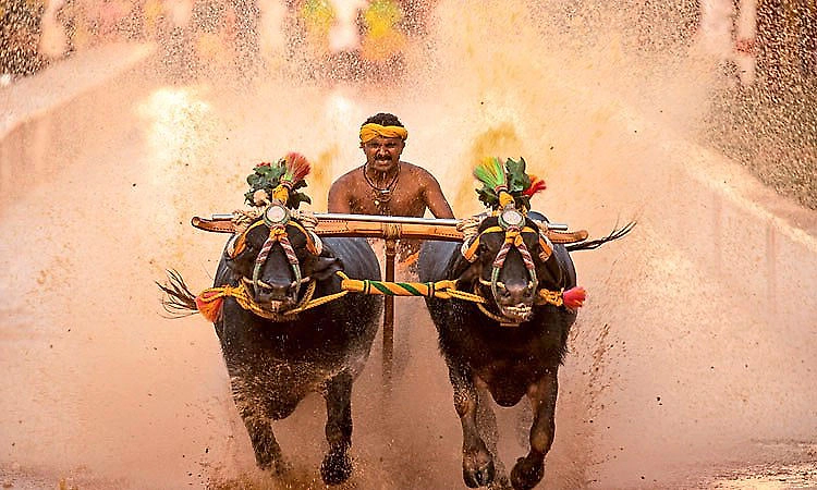 &amp;quot;ಮೈಸೂರು ಕಂಬಳಕ್ಕೆ 150 ಜತೆ ಕೋಣ ಆಯ್ಕೆ&amp;quot;: ಸಾತಗಳ್ಳಿ ಬಳಿ ಅ.18ಕ್ಕೆ ಕಂಬಳಕ್ಕೆ ಸಿ