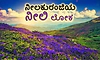 Neelakurinji: ನೀಲಕುರಂಜಿಯ ನೀಲಿ ಲೋಕ