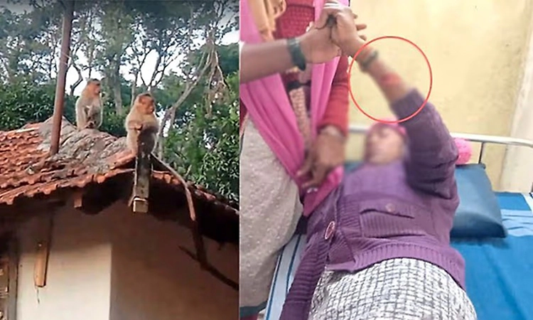 Monkey menace rises in Chikkamagaluru; woman injured in sudden attack