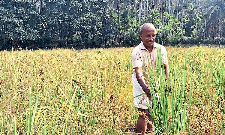 Anantapur: ಹಡಿಲು ಬಿದ್ದ ಗದ್ದೆಯಲ್ಲಿ ಒಂದು ಹುಲ್ಲಿನ ಕ್ರಾಂತಿ!