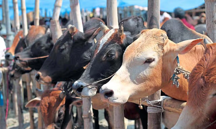 Classes at Kadaba veterinary college to begin from next academic year: Minister K. Venkatesh