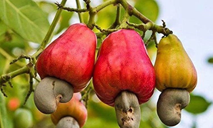 Mangaluru;  ಗೇರುಬೆಳೆ: ಇಳುವರಿಯೂ ಇಲ್ಲ , ಬೆಲೆಯೂ ಇಲ್ಲ