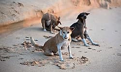 Kaup ಪೇಟೆಯಲ್ಲಿ ಹಲವರ ಮೇಲೆ ಹುಚ್ಚು ನಾಯಿ ದಾಳಿ