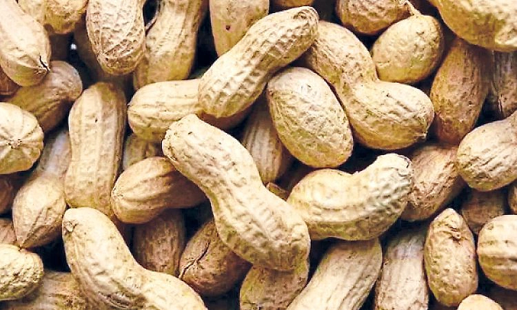 Udupi: ಅತಿವೃಷ್ಟಿ ಪರಿಣಾಮ; ಶೇಂಗಾ ಬೆಳೆ ಇಳಿಮುಖ