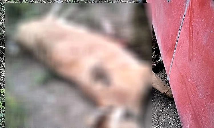 Gundlupete: ಸಾರಿಗೆ ಬಸ್ ಡಿಕ್ಕಿಯಾಗಿ ಗರ್ಭಿಣಿ ಹಸು ಸಾವು