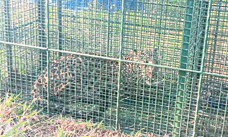 ಹೇರೂರು: ಬೋನಿಗೆ ಬಿದ್ದ ಚಿರತೆ