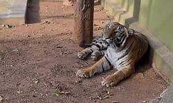 ಮೈಸೂರು ಚಾಮರಾಜೇಂದ್ರ ಮೃಗಾಲಯದಲ್ಲಿ ‘ಪ್ರೀತಿ’ ಹುಲಿ ಸಾವು