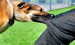 Uppala: ಬೀದಿ ನಾಯಿ ಕಡಿತದಿಂದ ಇಬ್ಬರಿಗೆ ಗಾಯ