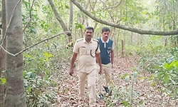 Uppinangady: ಹುಲಿ ಗಣತಿ ವೇಳೆ ಕಾಡುಹಂದಿ ದಾಳಿ!