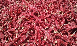 ದಾಖಲೆ ಬೆಲೆಗೆ ಬ್ಯಾಡಗಿ ಮೆಣಸಿನಕಾಯಿ ಮಾರಾಟ