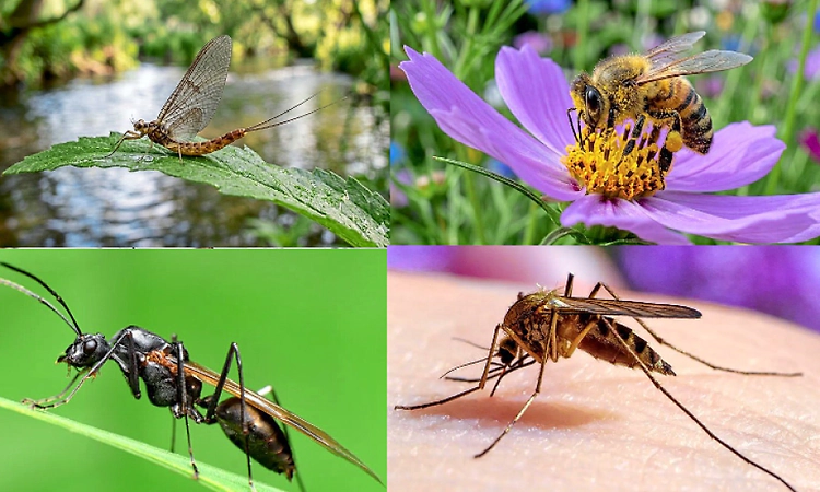 From hours to weeks: Shortest-living creatures in the natural world explained