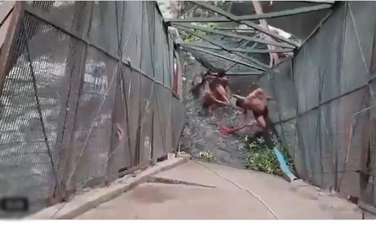 Foot overbridge collapses in Delhi's Roop Nagar, woman falls into 'nala'