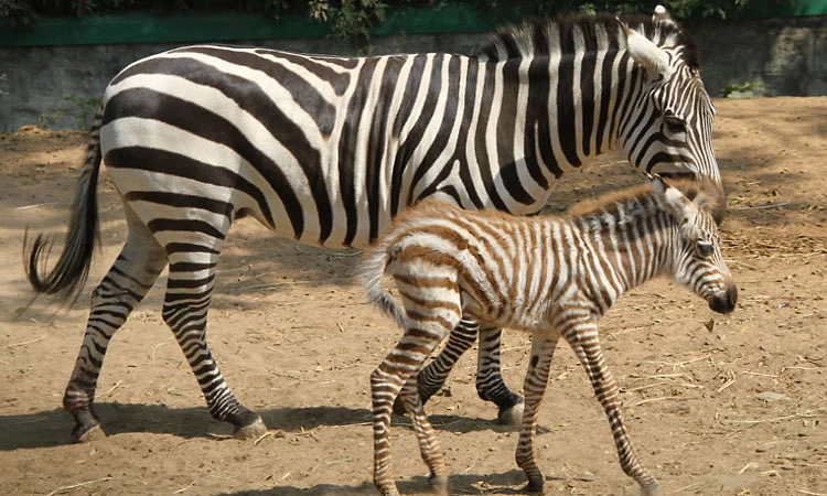 ಬನ್ನೇರುಘಟ್ಟ ಮೃಗಾಲಯ: ಎರಡು ಹೆಣ್ಣು ಜೀಬ್ರಾ ಮರಿಗಳ ಸೇರ್ಪಡೆ!