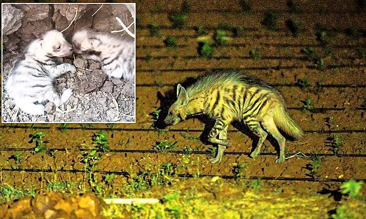 ತುಂಬಾ ನಾಚಿಕೆ ಸ್ವಭಾವದ ಹೈನಾ; ಮನುಷ್ಯರನ್ನು ಕಂಡರೆ ದೂರ ಓಡುತ್ತವೆ