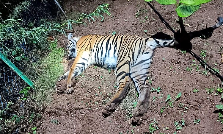 ಗುಂಡ್ಲುಪೇಟೆ: ಪಡಗೂರಿನಲ್ಲಿ ವಿದ್ಯುತ್ ಸ್ಪರ್ಶಕ್ಕೆ ಹುಲಿ ಸಾವು