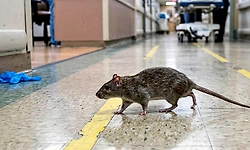 ಆಸ್ಪತ್ರೆಯ ಐಸಿಯುನಲ್ಲೇ ವೃದ್ಧೆಗೆ ಇಲಿ ಕಡಿತ: ತೀವ್ರ ರಕ್ತಸ್ರಾವದಿಂದ ಸಾವು