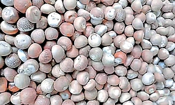 Mangaluru: ಗೋದಾಮಿನಿಂದ ಅಡಿಕೆ ಕಳವು