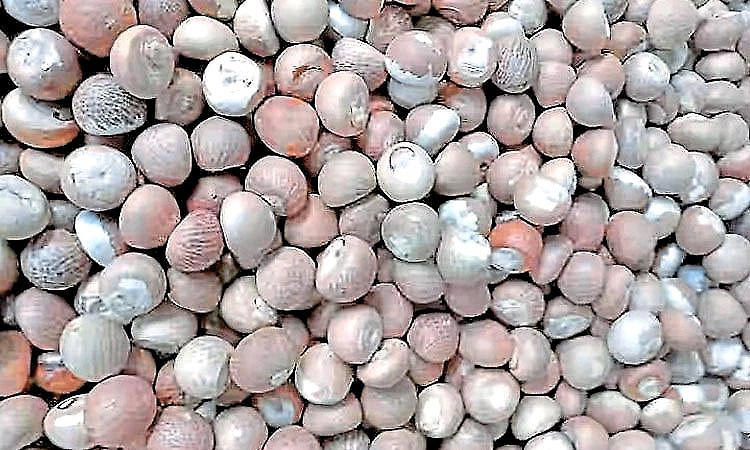 Mangaluru: ಗೋದಾಮಿನಿಂದ ಅಡಿಕೆ ಕಳವು