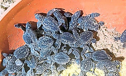 Mangalore: ಆಲಿವ್‌ ರಿಡ್ಲೆ ಆಮೆ ಮರಿಗಳು ಸುರಕ್ಷಿತವಾಗಿ ಕಡಲಿಗೆ