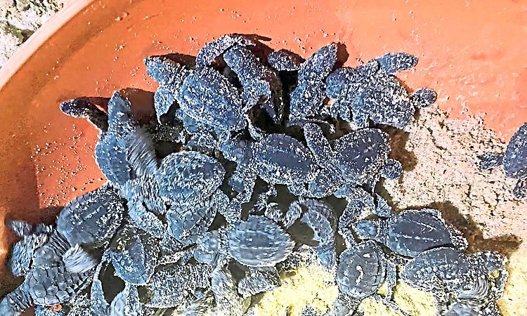 Mangalore: ಆಲಿವ್‌ ರಿಡ್ಲೆ ಆಮೆ ಮರಿಗಳು ಸುರಕ್ಷಿತವಾಗಿ ಕಡಲಿಗೆ